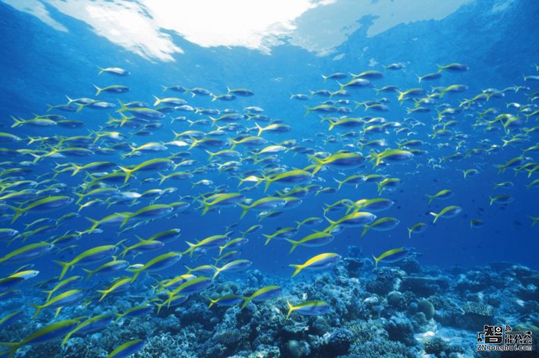 当我老了 你还会陪着我吗？ 智能公会