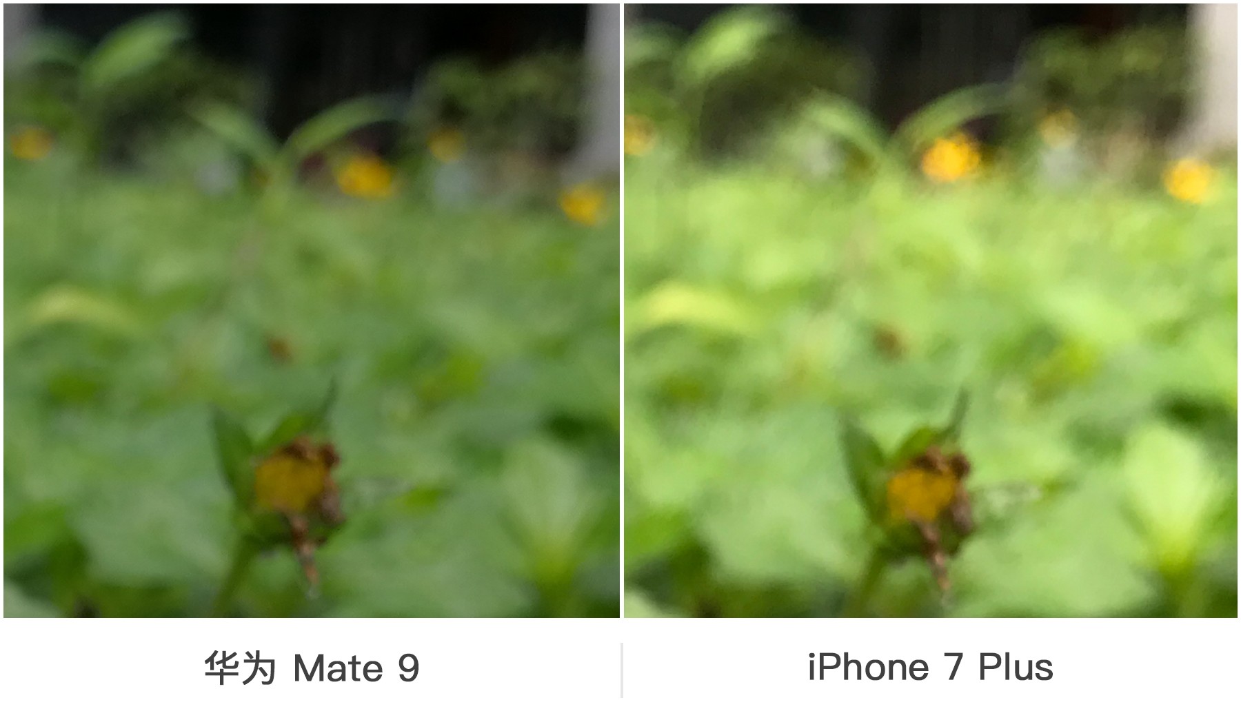 双摄之争 华为Mate 9与iPhone 7 Plus拍照对比 智能公会