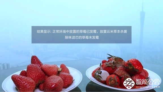 趣味实验：万万没想到草莓最终下场竟然会变这样 智能公会