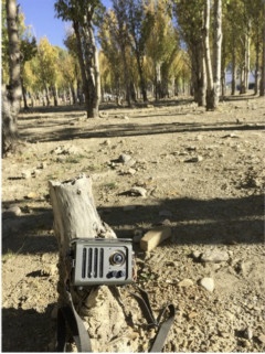 谋杀压抑，冲破束缚 与猫王一起放肆狂野 智能公会