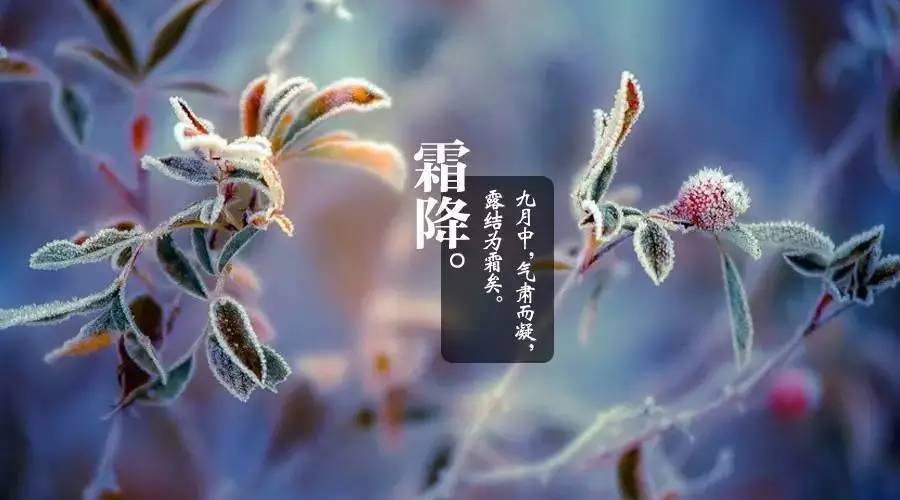 今天霜降，你准备好过冬了吗？ 智能公会