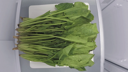 同样是苹果，经历了168小时之后，你为何腐烂的如此的突出 智能公会