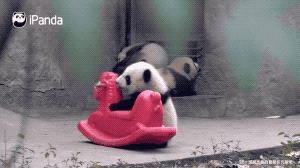 大型爬墙现场｜是什么让小编粉了它之后就抛弃了大熊猫 智能公会