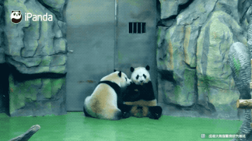 大型爬墙现场｜是什么让小编粉了它之后就抛弃了大熊猫 智能公会