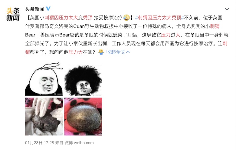 因压力过大导致秃顶  莫非这是刺猬界的程序猿？ 智能公会