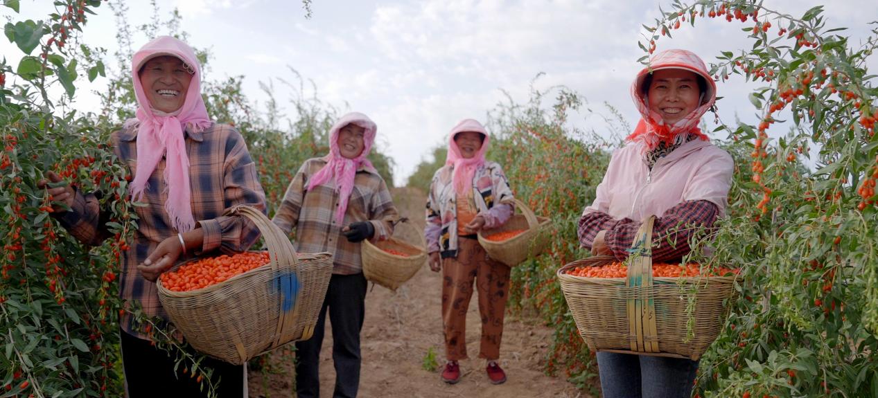 石缝瓜甜枸杞红 容声“寻鲜”中卫养鲜自然馈赠 智能公会